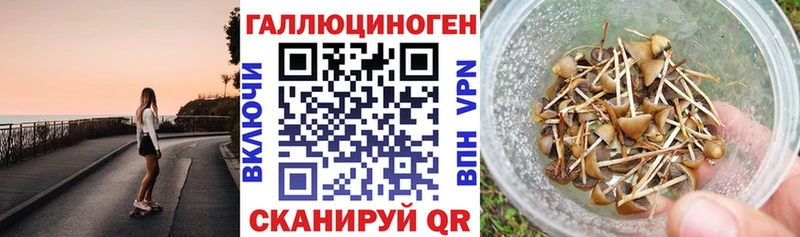 хочу наркоту  Тихвин  Псилоцибиновые грибы Psilocybe 